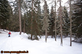 Nel Bosco
